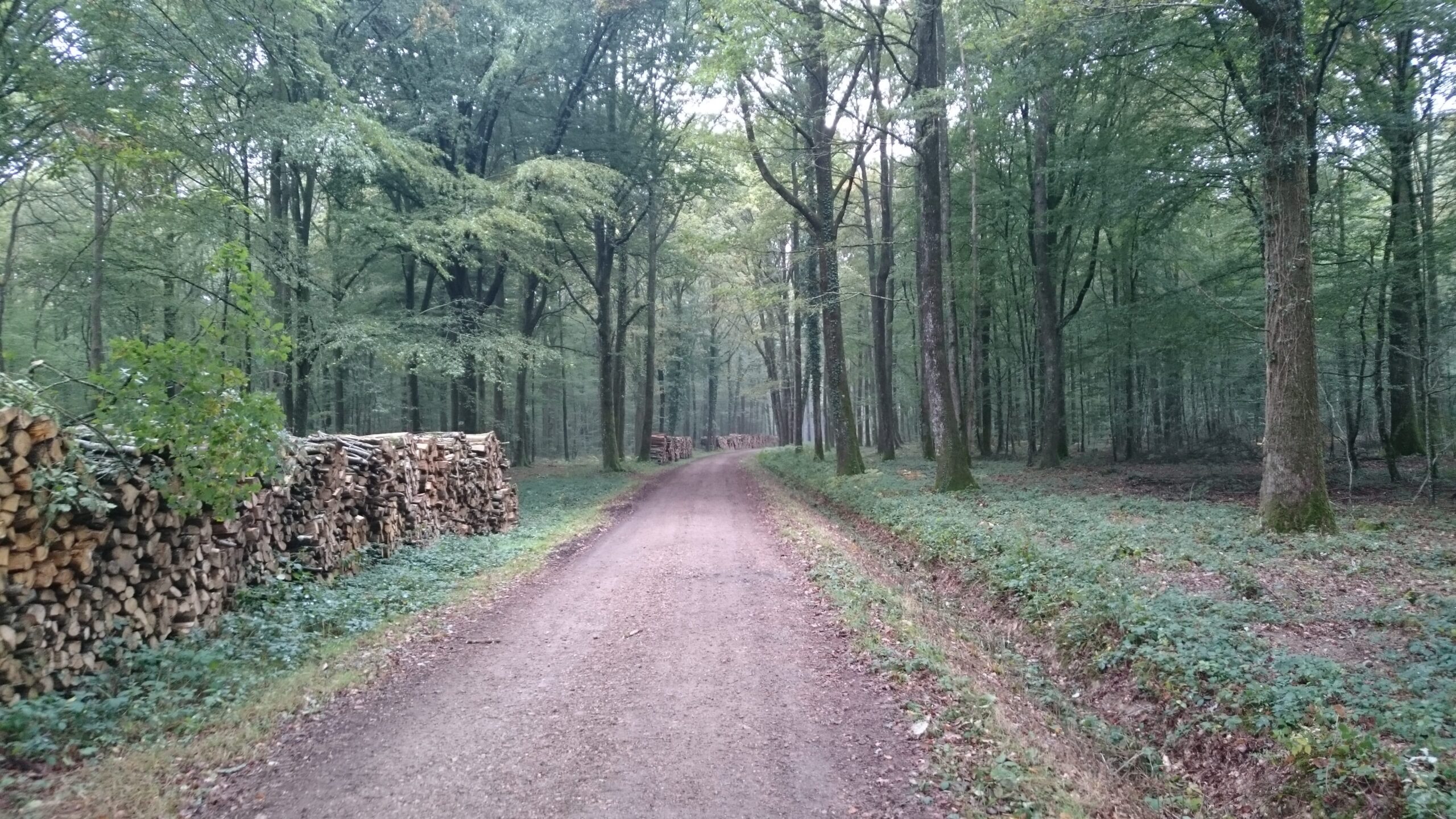 Filiere Bois Foret Min