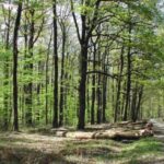 Foret