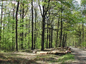 Foret