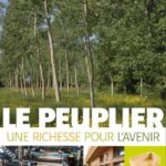 Peuplier Richessepourlavenir
