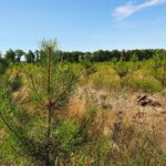 Renouvellement Forestier