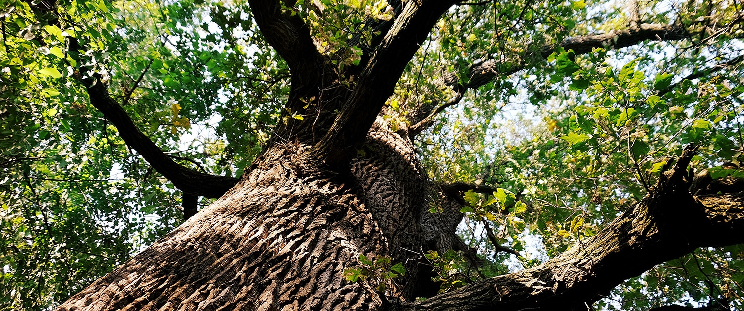 Adobestock 129250810 Wb