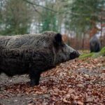 21132354lpw 21132357 Article Sanglier Animal Chasse Jpg 7580178 660x287