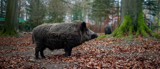 21132354lpw 21132357 Article Sanglier Animal Chasse Jpg 7580178 660x287