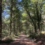 Foret Domaniale De Longuenee