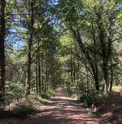 Foret Domaniale De Longuenee