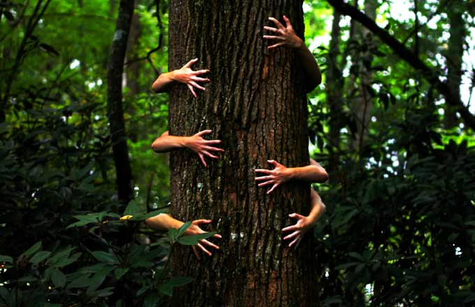 Sylvotherapie Tree Hugging Ltc Photography