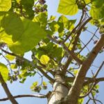 Arbre Wg Site 1