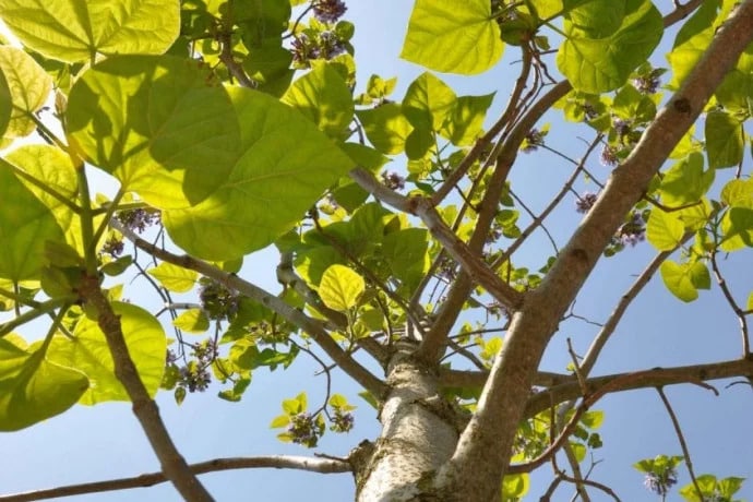 Arbre Wg Site 1