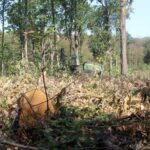 95 Foret Domaniale Montmorency Abatteuse