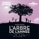 Arbre De Lannee