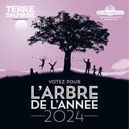 Arbre De Lannee