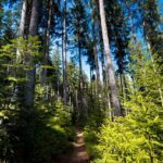 Expo Foret Midgardson Fotolia