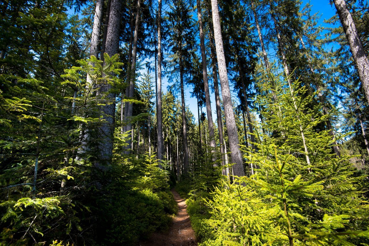 Expo Foret Midgardson Fotolia