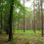 72 Coudrecieux Foret Feuillus Versus Resineux
