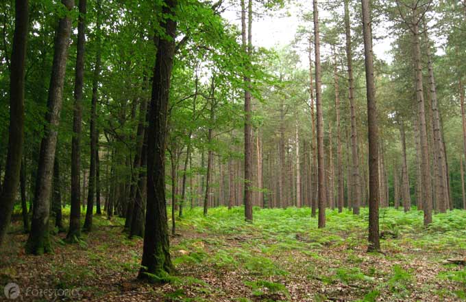 72 Coudrecieux Foret Feuillus Versus Resineux