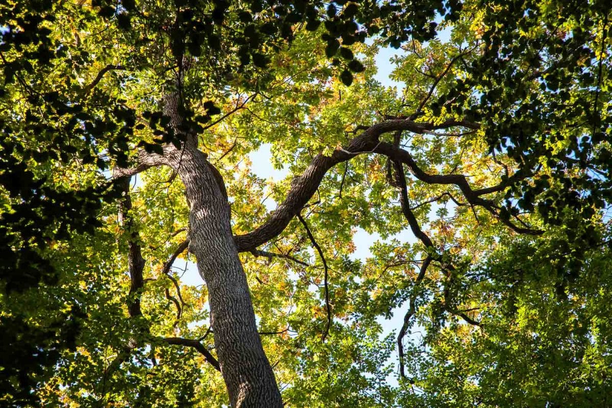 Foret De Berce Sarthe 1200x800 1