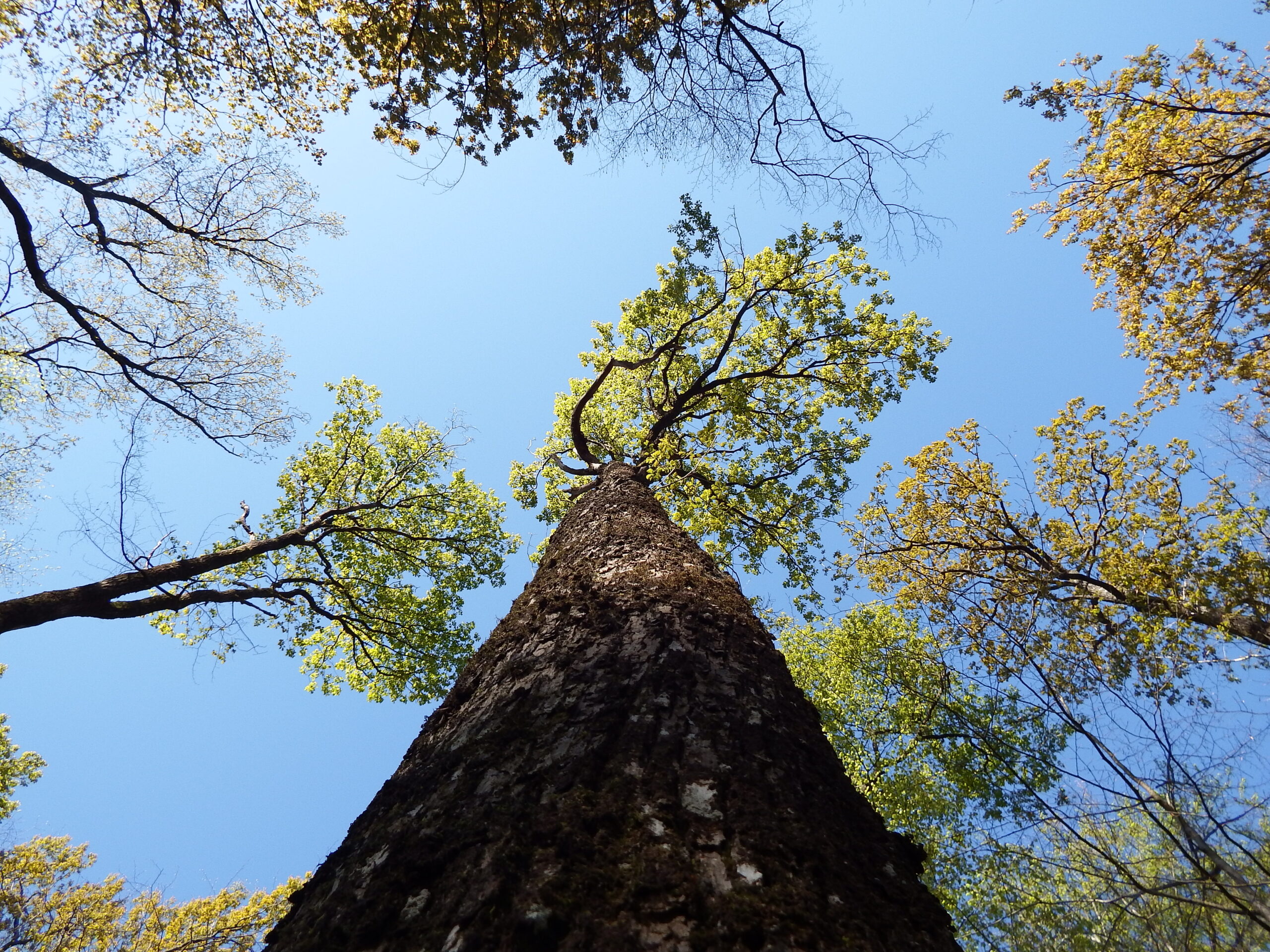 Arbre Vue Du Ciel Foret Bois Et Territoires
