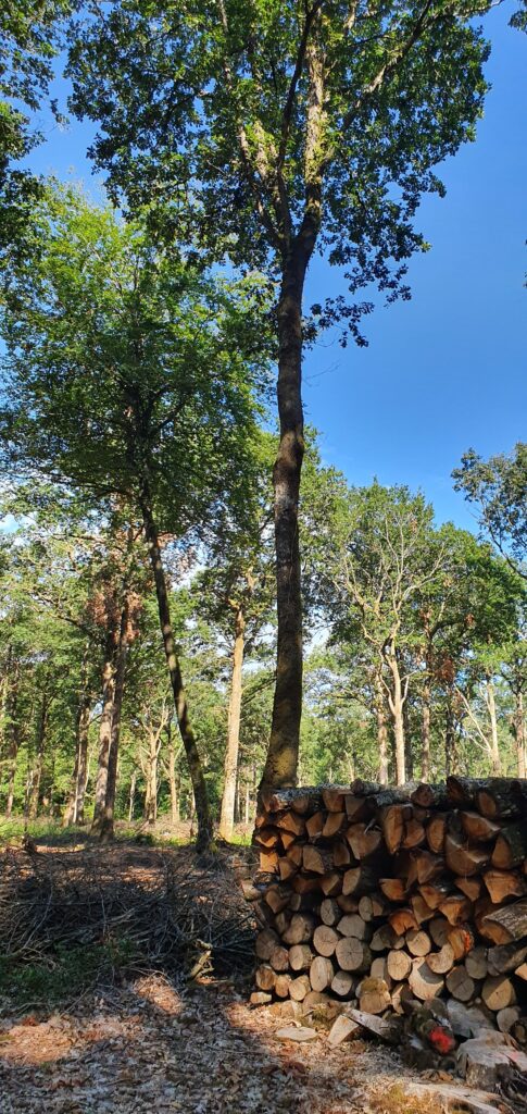 Foret De Teillay Fibois