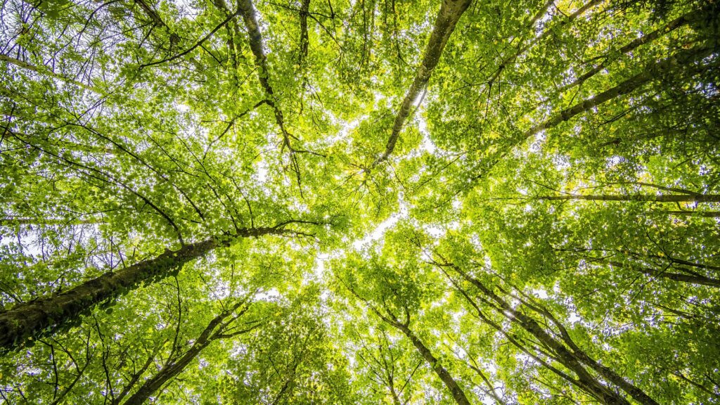 Visuel Role Foret1
