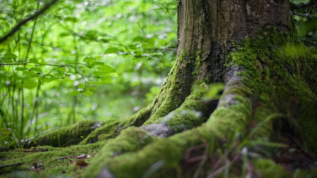 Visuel Role Foret2