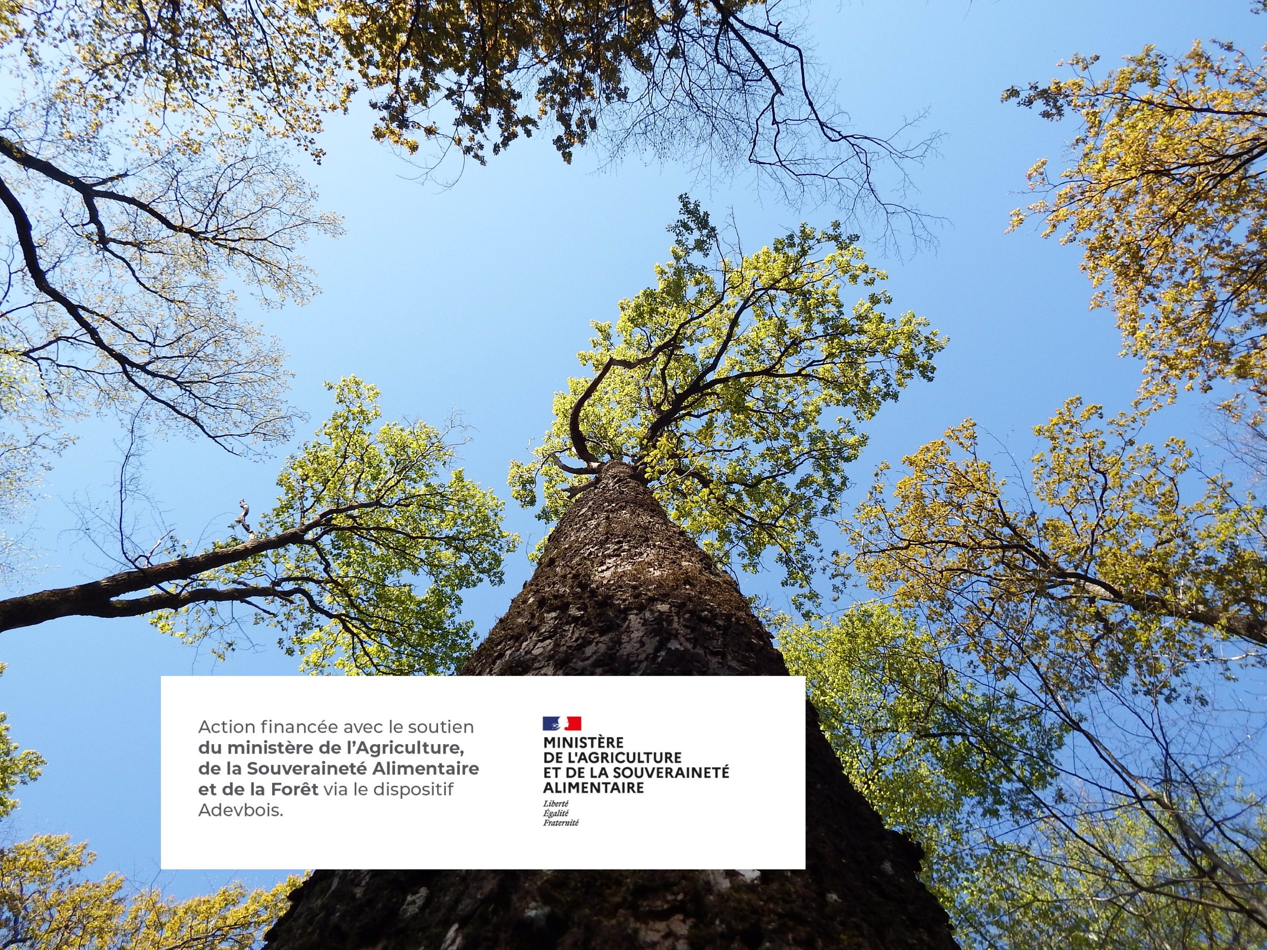 Arbre Vue Du Ciel Foret Bois Et Territoires& Logo Draaf