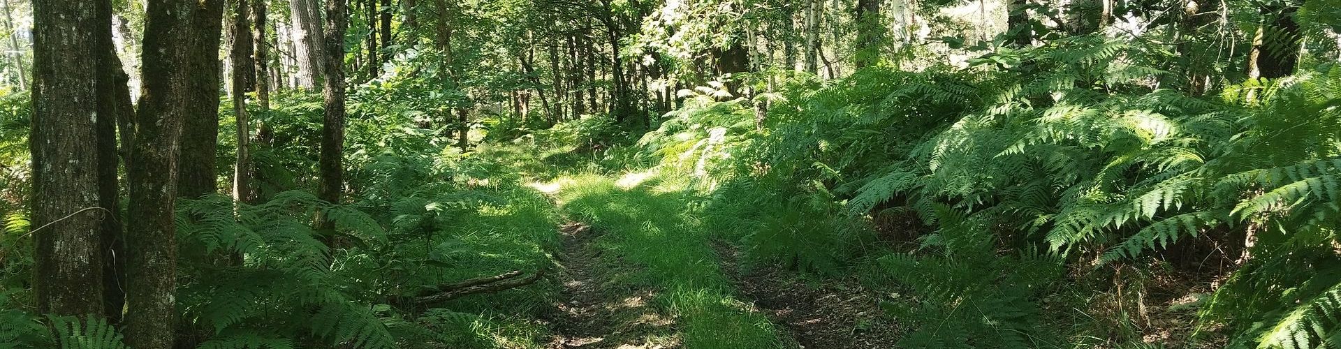 Csm Photo Forêt Biodiversité 7a5454ebb7