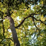 Foret De Berce Sarthe 1200x800 1